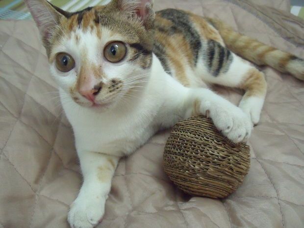 wehowscom's tweet photo. Easy to make Cardboard Ball for Cat https://t.co/CYN86scDY3