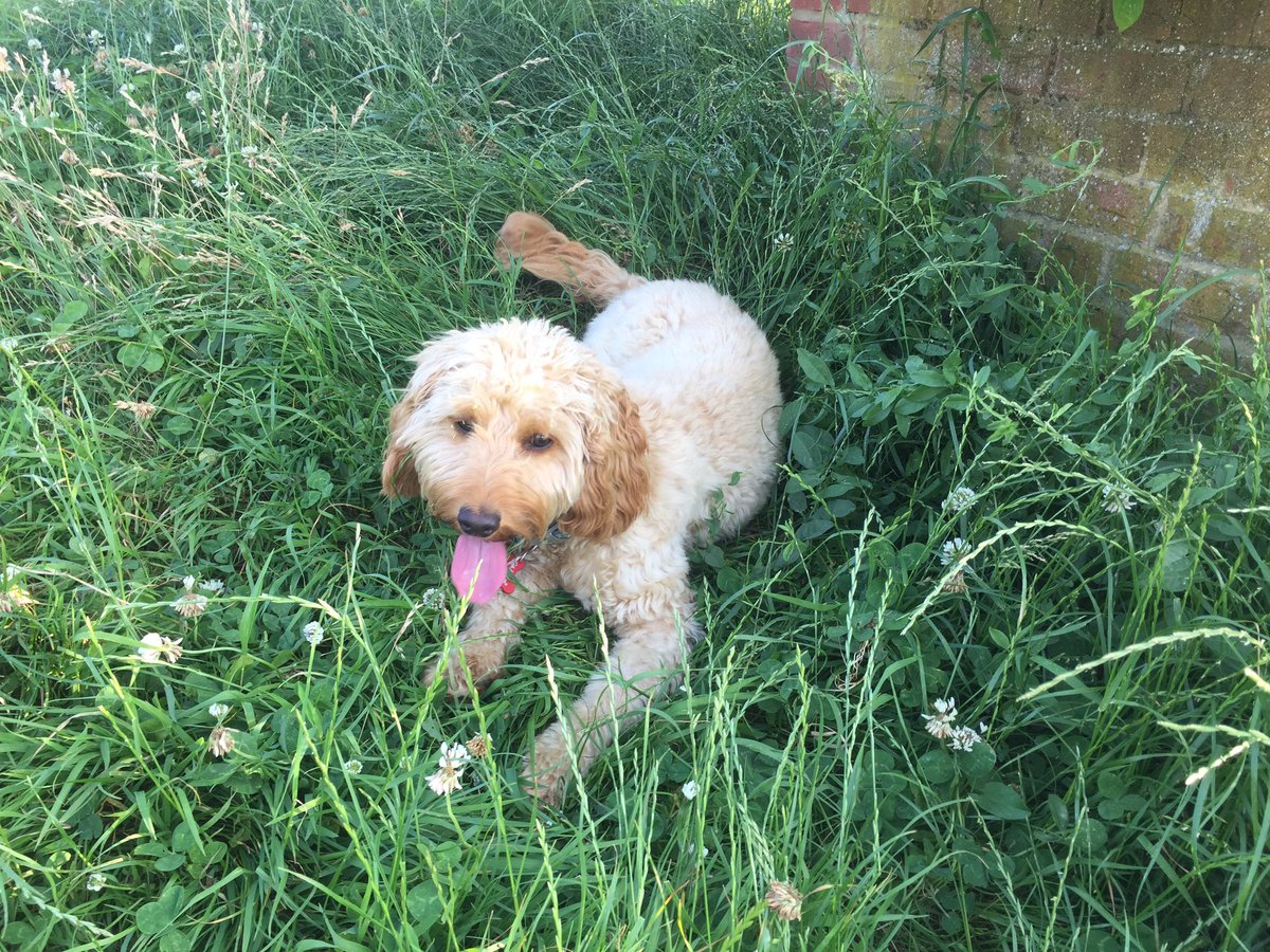 lillyapoo's tweet image. Haven't posted in a while, been busy!  Wow was it hot today, I feel like my tongues got longer in this heat! 🐶🌞 #cockapoo #hotdog