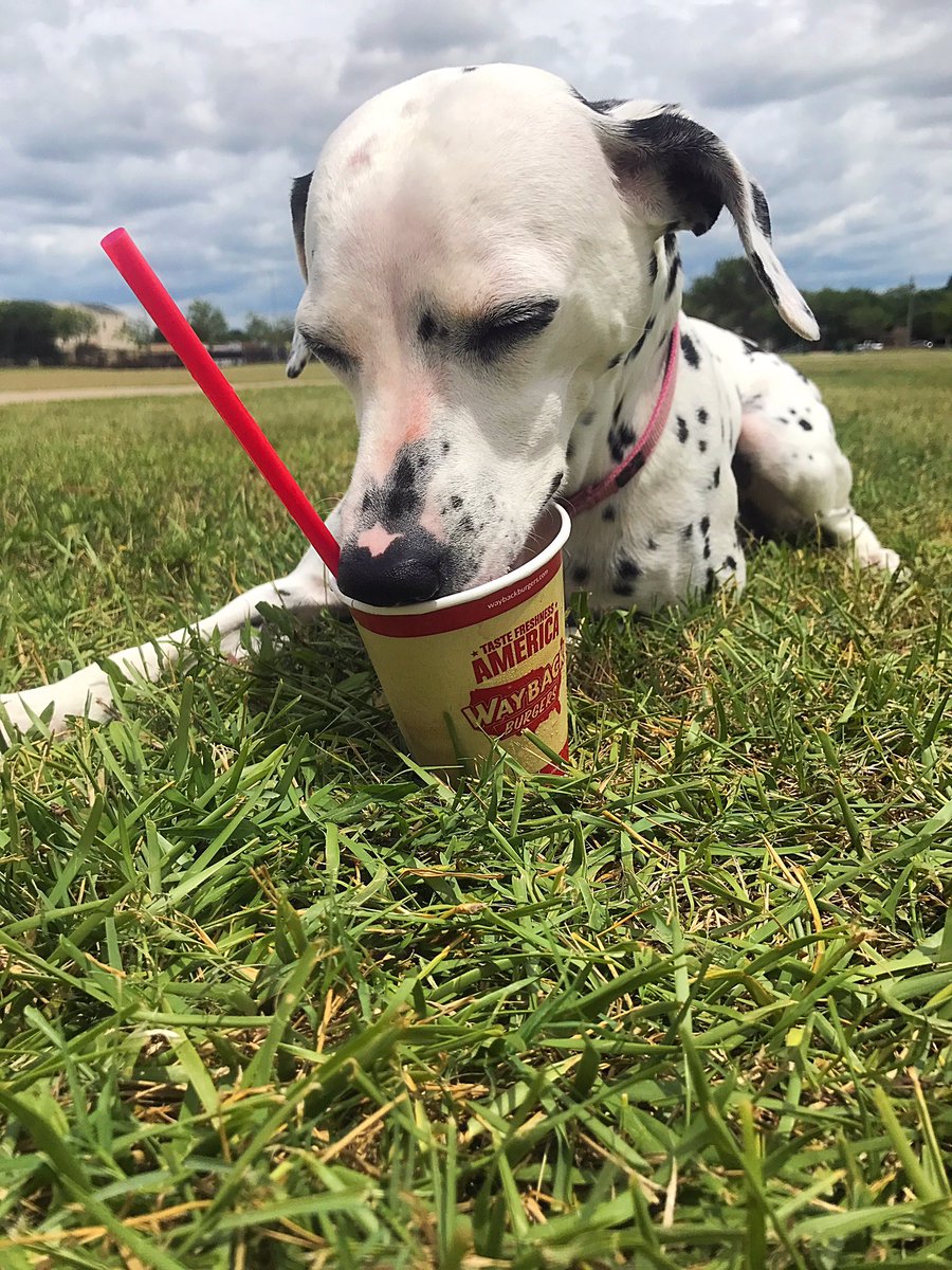 CarlyCassadyWX's tweet photo. First day of summer at the park + #FreeShakeDay = 💯what more could a pup want. 🍦🌤@waybackburgers https://t.co/YW6dyZP6Pe