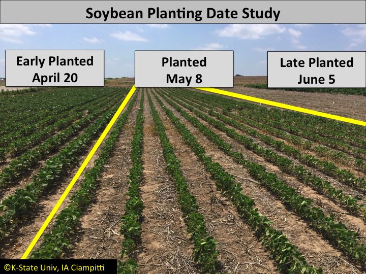 KsSoybean's tweet image. MT @KSUcrops: #Soybean planting-date study, showing small diffs b/t early-planting dates. #WetSpring