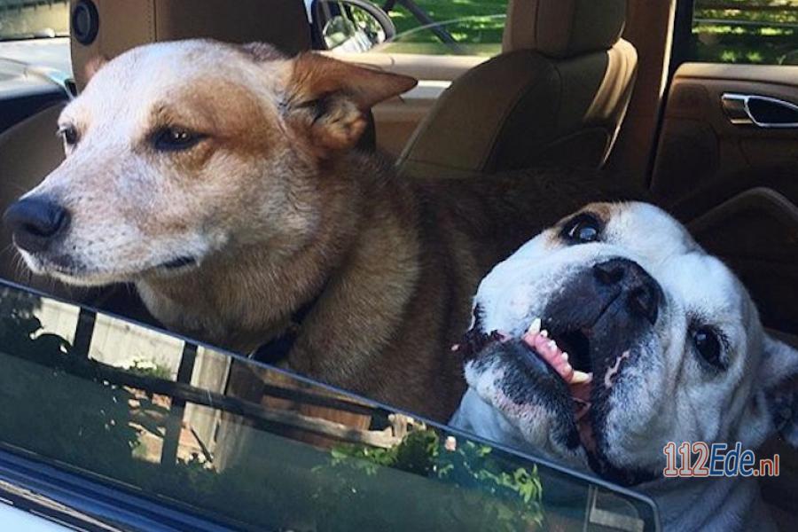 Hoge straffen voor achterlaten hond in hete auto 112.press/PP4WcQ #112Nieuws https://t.co/SC8me8MNHF