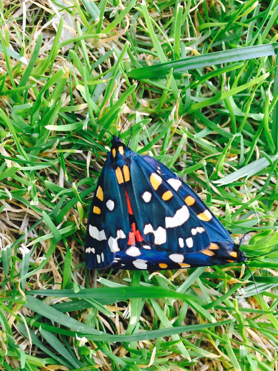 amy_l0u's tweet photo. @ChrisGPackham @BBCSpringwatch can you help identify these beautiful butterflies? They're chilling on our lawn, never seen them before 🦋❤ https://t.co/oJcvKLUhcK
