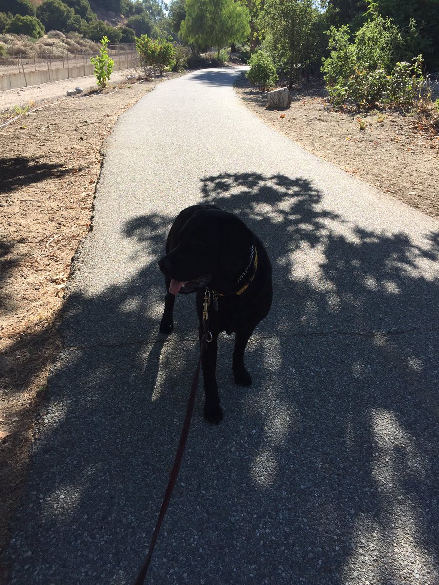 GDApuppy's tweet photo. Went for a hike this morning https://t.co/8ICHcggDiG