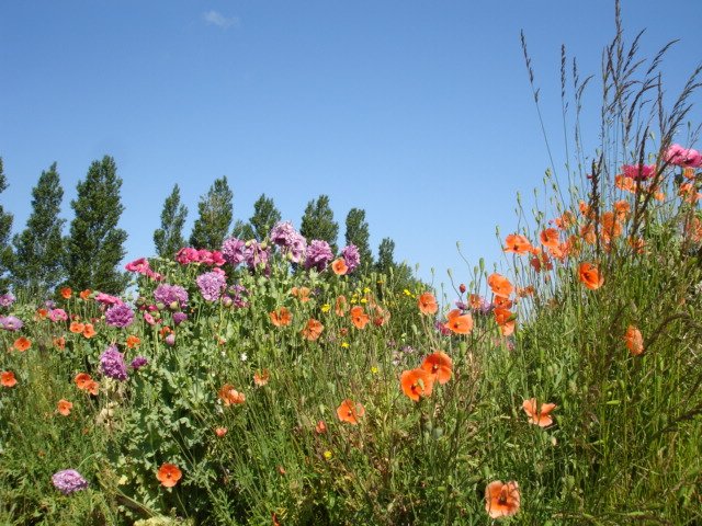 Exoticgardenco's tweet photo. Nature's roadside garden today.#thesuffolkcoast,#southwold,#dailysuffolk,#EssentialSFK,#Suffolkmag,#visitsuffolk,#aldeburgh,#southwold. https://t.co/JjPQohzrjN