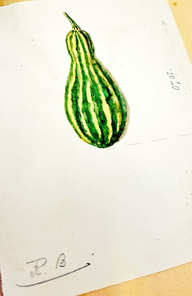 herbierly's tweet photo. INITIALS R.B. !! Guess who drew those scientific #watercolors found among our dried #cucurbita ? 
#SciArt #gourds #colocynth https://t.co/CuDDyBE3dI
