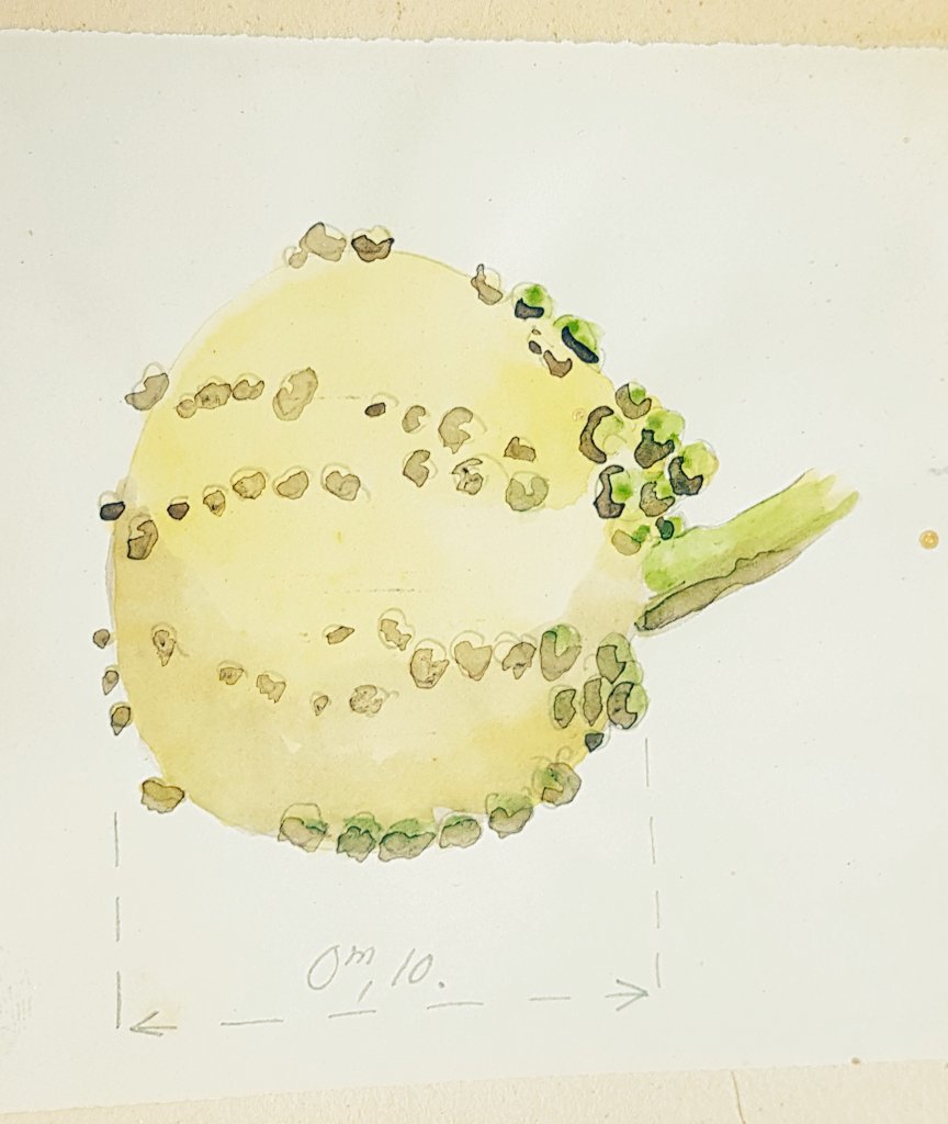 herbierly's tweet photo. INITIALS R.B. !! Guess who drew those scientific #watercolors found among our dried #cucurbita ? 
#SciArt #gourds #colocynth https://t.co/CuDDyBE3dI