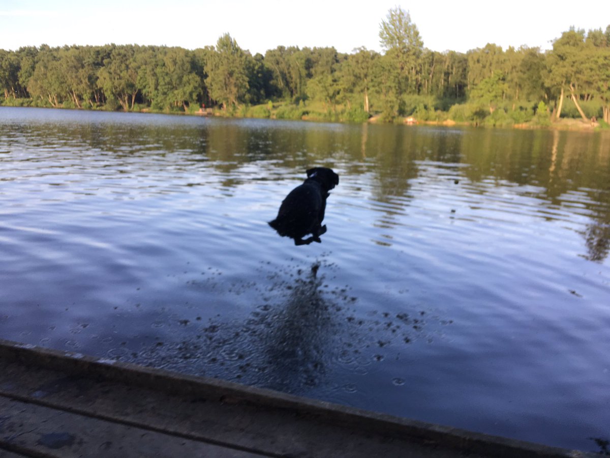 Dougal_the_Lab's tweet photo. ๐ขIncoming!๐ข https://t.co/YpV0u9KL2H