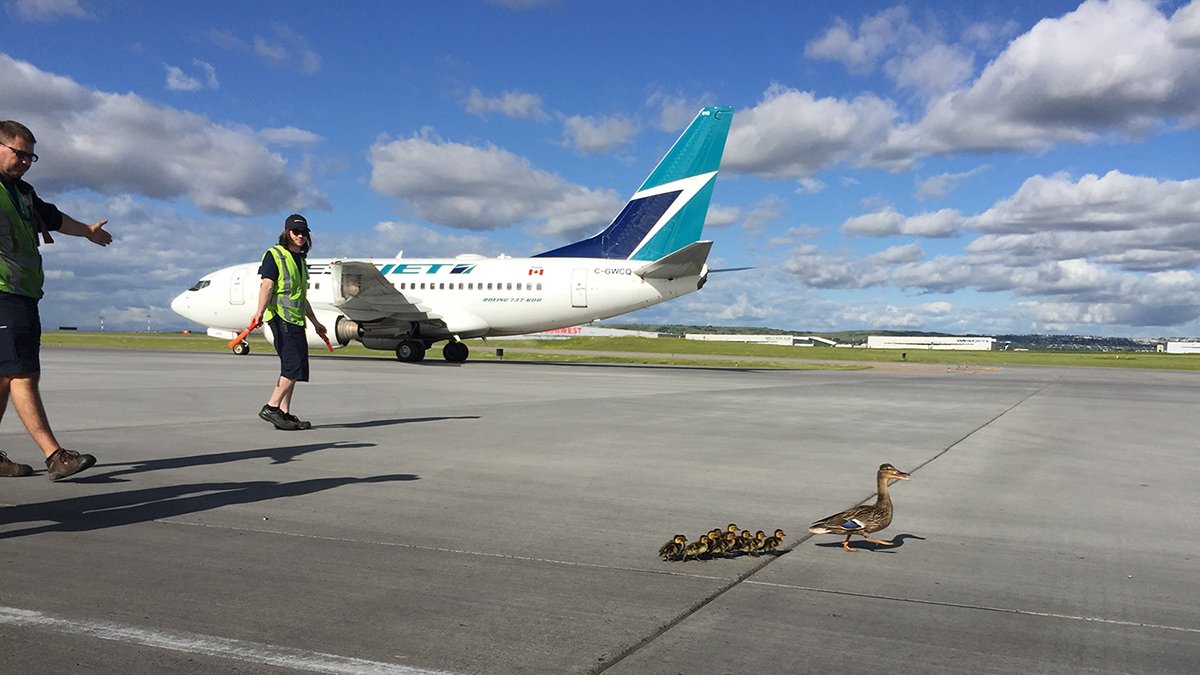 JasonRampRat (Jeepguyyyc) Twitter