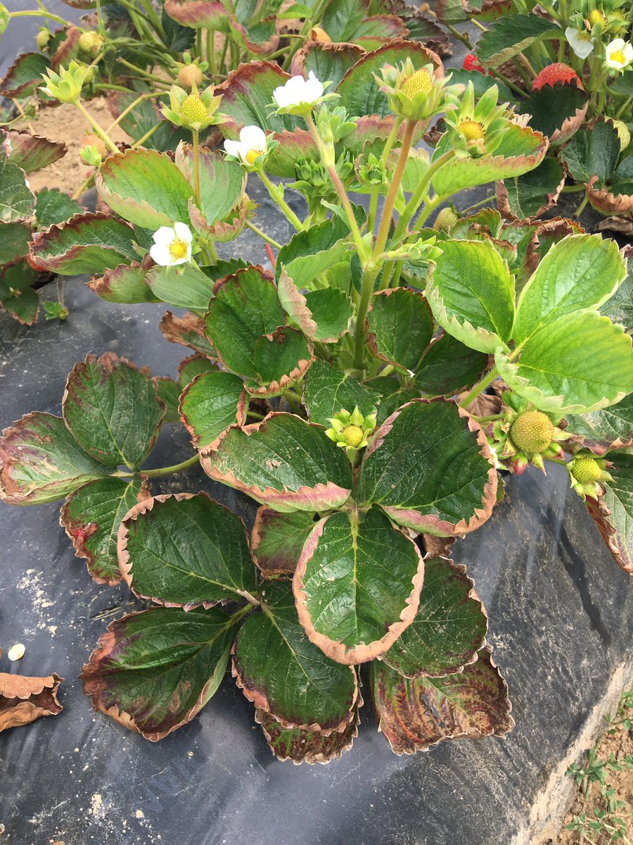 Skorob's tweet image. Salinity stress in strawberries can be ameliorated by foliar applications of Ca, P, K #YaraVita crop nutrition solutions @Yara_N_America