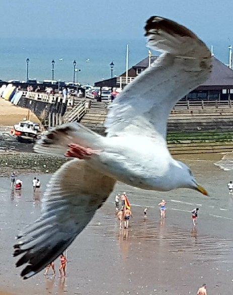 DeanSpinks1's tweet photo. @BBCBreakfast @BBCWthrWatchers @lukecastiglione @SimonParkinITV @bbcsoutheast @itvmeridian @visitbroadstairs #flypast #seagulls https://t.co/wnu9FXzhcP