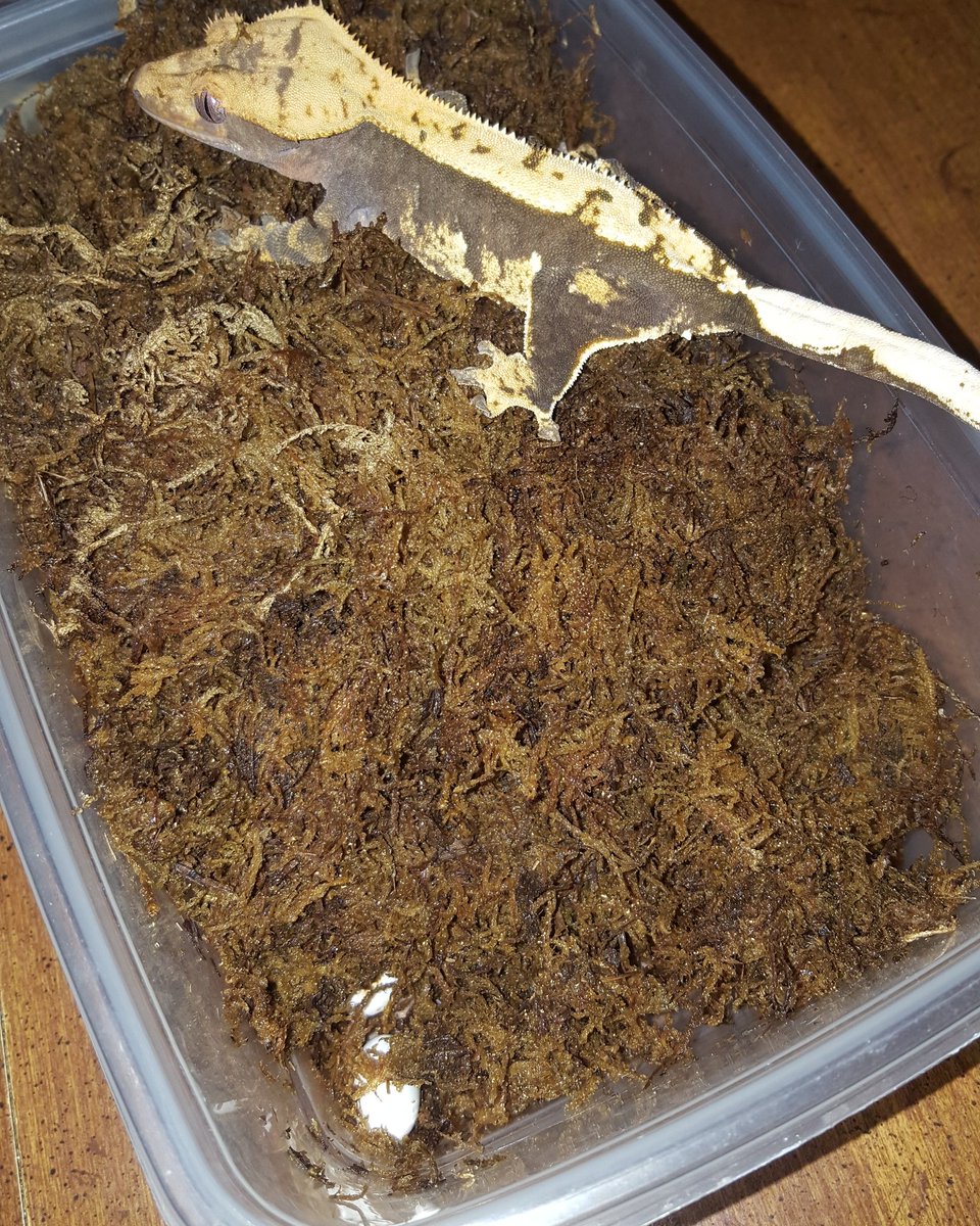 PCExotics's tweet photo. First clutch from this girl! Very excited about these babies. #crestedgeckos #reptiles #picoftheday #eggs #lizards #herps https://t.co/WZmdZXwydt