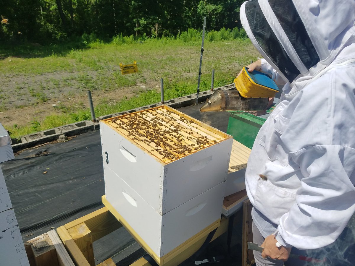MattBeatonEEA's tweet photo. It's pollinators week. Proud of @MassDeptAgr @MassDCR @MassDFG  partnership to plant pollinator plants! It's all the buzz. Couldn't resist! https://t.co/zINyXj5Pk0