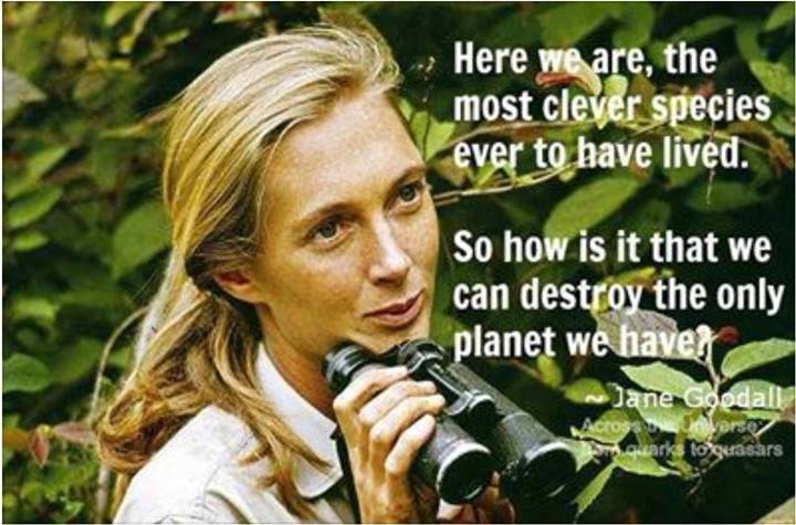 TheMacaccino's tweet photo. #WCW is environmentalist #DrJaneGoodall. Thank you for educating us about chimps and extending the reach and responsibility of conservation https://t.co/HIp1KDOZqd