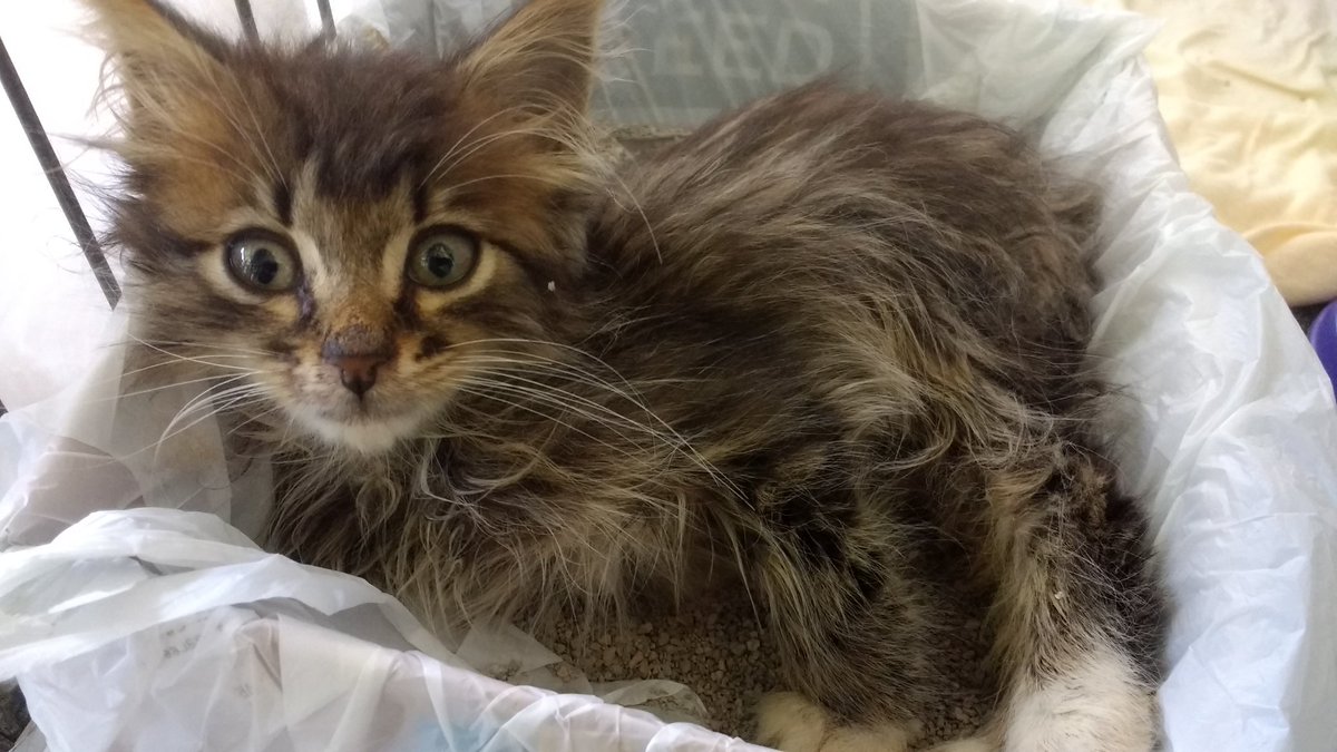 Found this little fluffy butt in a parking lot of a gas station that is known to kill strays. He's safe now.