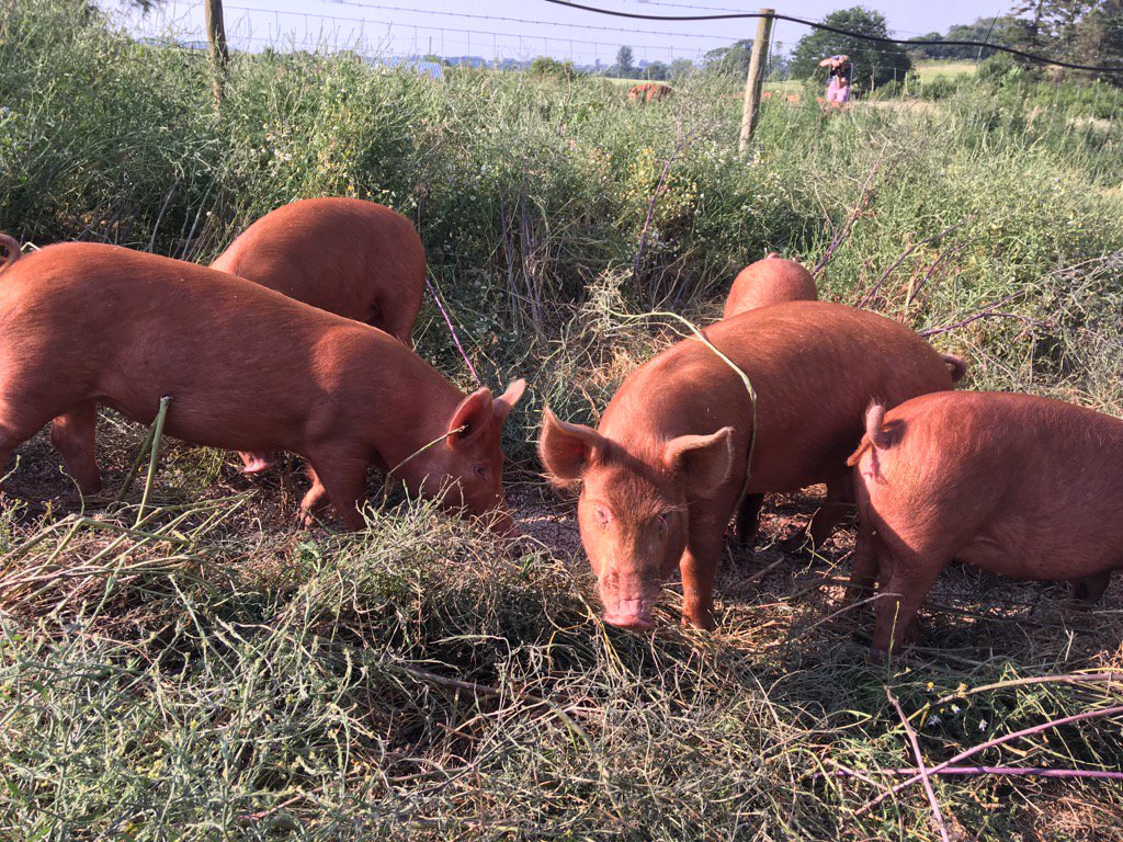 Piglets too <a href="/HarveyBrockless/">Harvey & Brockless</a>