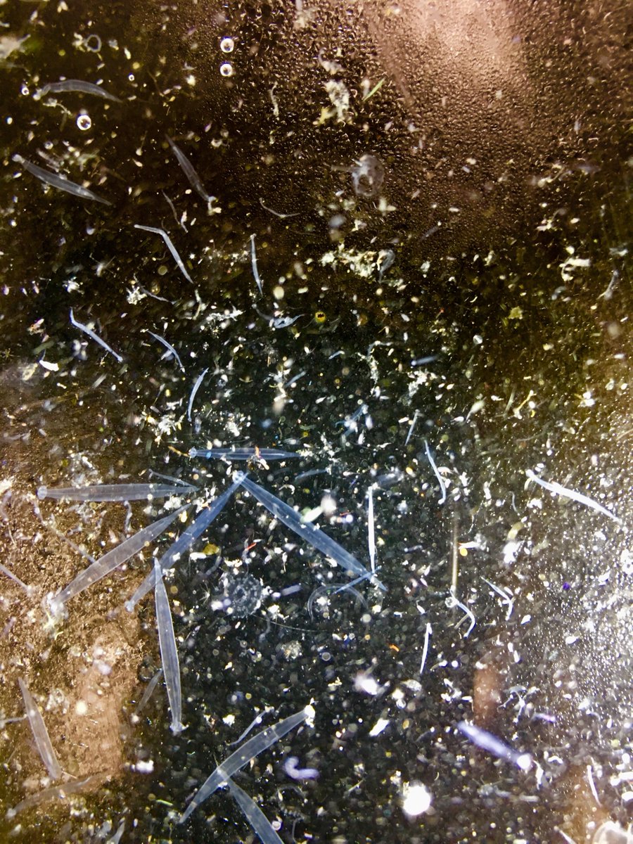 Oceanwire's tweet photo. This is what we call a 'plankton soup' RT @MBARI_News @InvertebratesDC #StreamCodeSMS #OsbornLabSI #Smithsonian https://t.co/aT3I3HSers