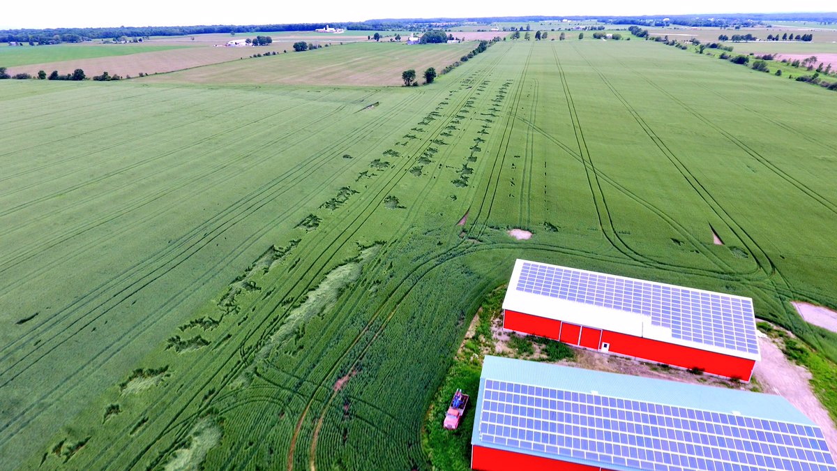 drewlangman's tweet photo. Hard red winter wheat (Emmitt) vrs Gallus soft red to the left and Branson soft red to the right! #scout17 #wheatharvest17 #blownover https://t.co/ANZsX5Aosf