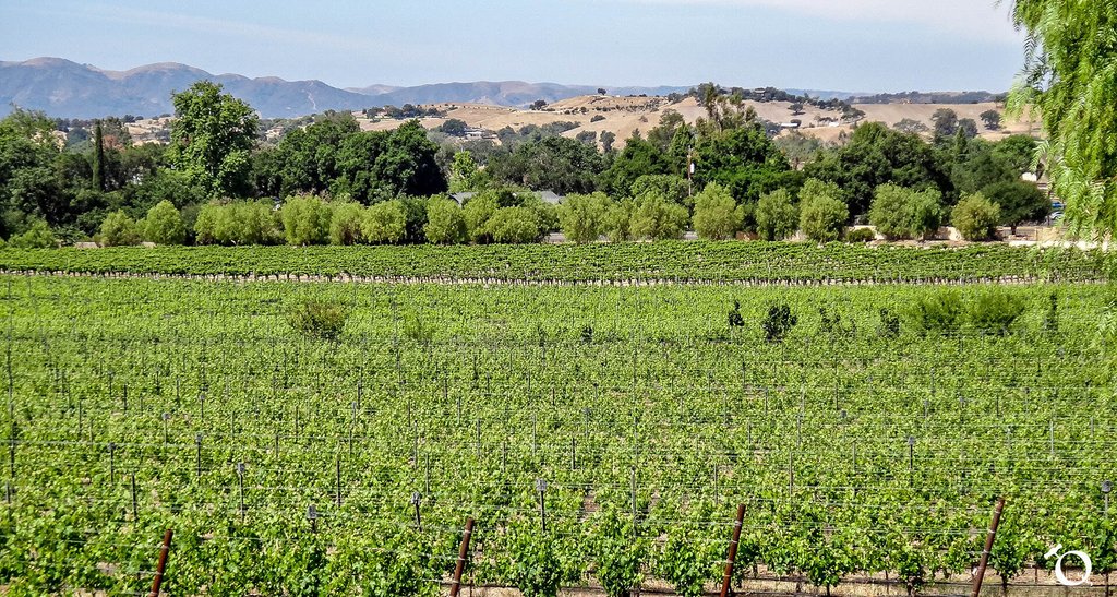 QorkzWine's tweet photo. #SantaYnezValley has #soils that #range from #gravelly #clay #loams to #shale and #silty loams https://t.co/c7bQlZzwm6 https://t.co/LsJfBrF4wb