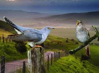 Help us learn more about Cuckoos &amp; Nightingales, about why they are declining &amp; how to reverse the decline: bit.ly/2swvt3C