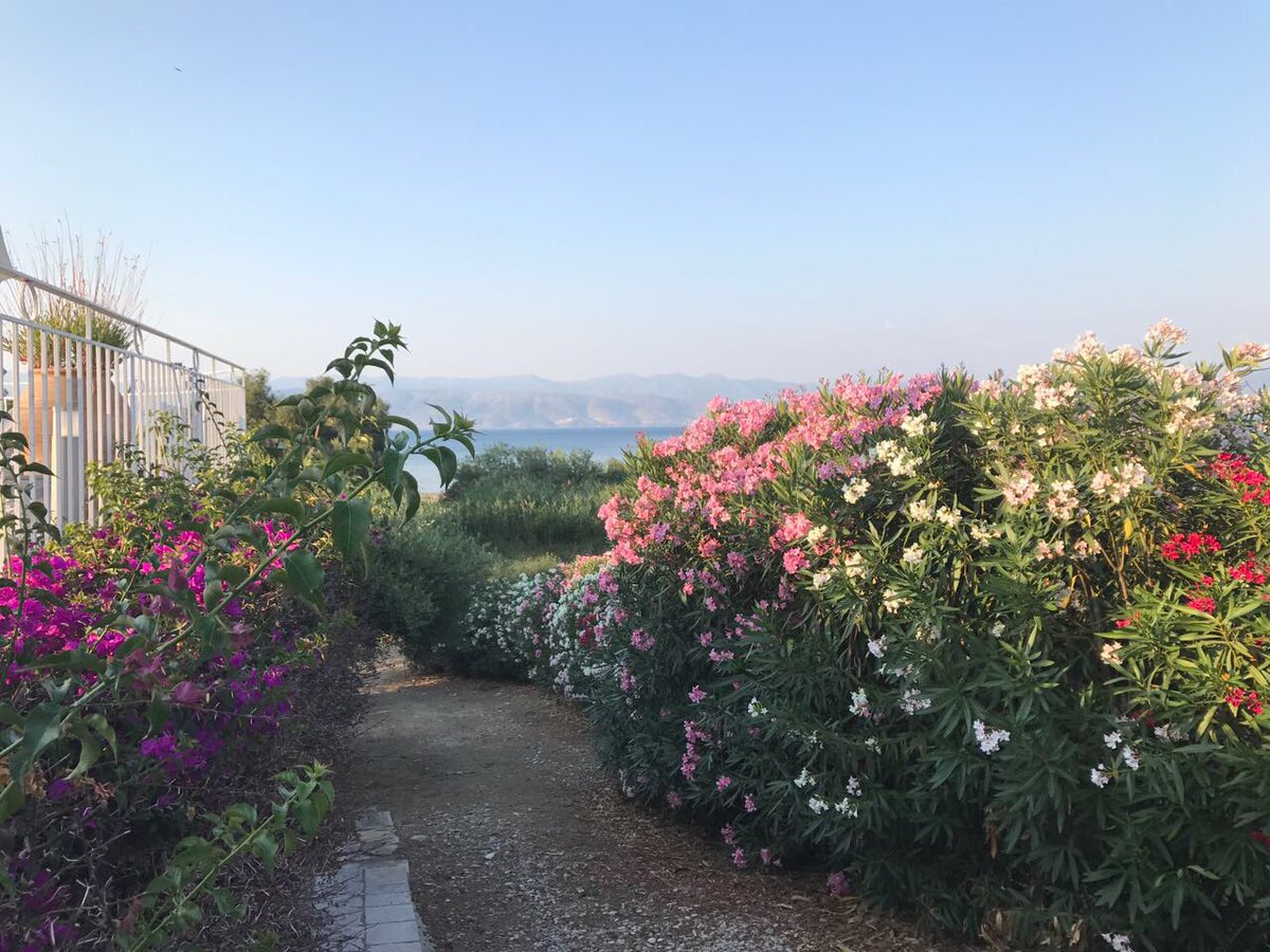 KalokairiBH's tweet photo. #Kalamaki Beach at sunset &amp; #KalokairiBeachHouse in full Bloom #Corfu https://t.co/C7vOY8jgpf