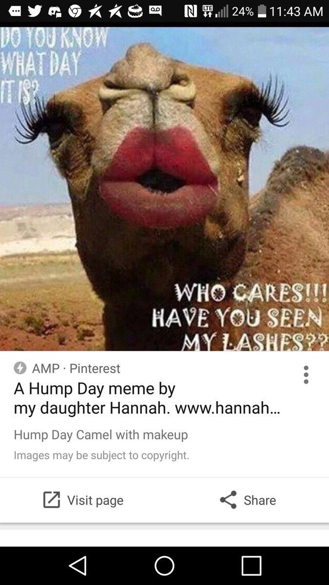 Happy Hump Day! יום גבנון celebration of the camels. I am sure camels are enjoying themselves in Israel right now...