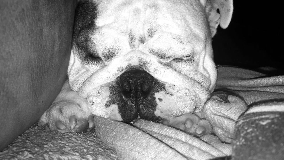 devietro_m's tweet photo. I'm Megan DeVietro, 3rd grade teacher who is curious to learn how to differentiate using digital media and loves her dog Charlie #edim508 https://t.co/rklvEOZJda
