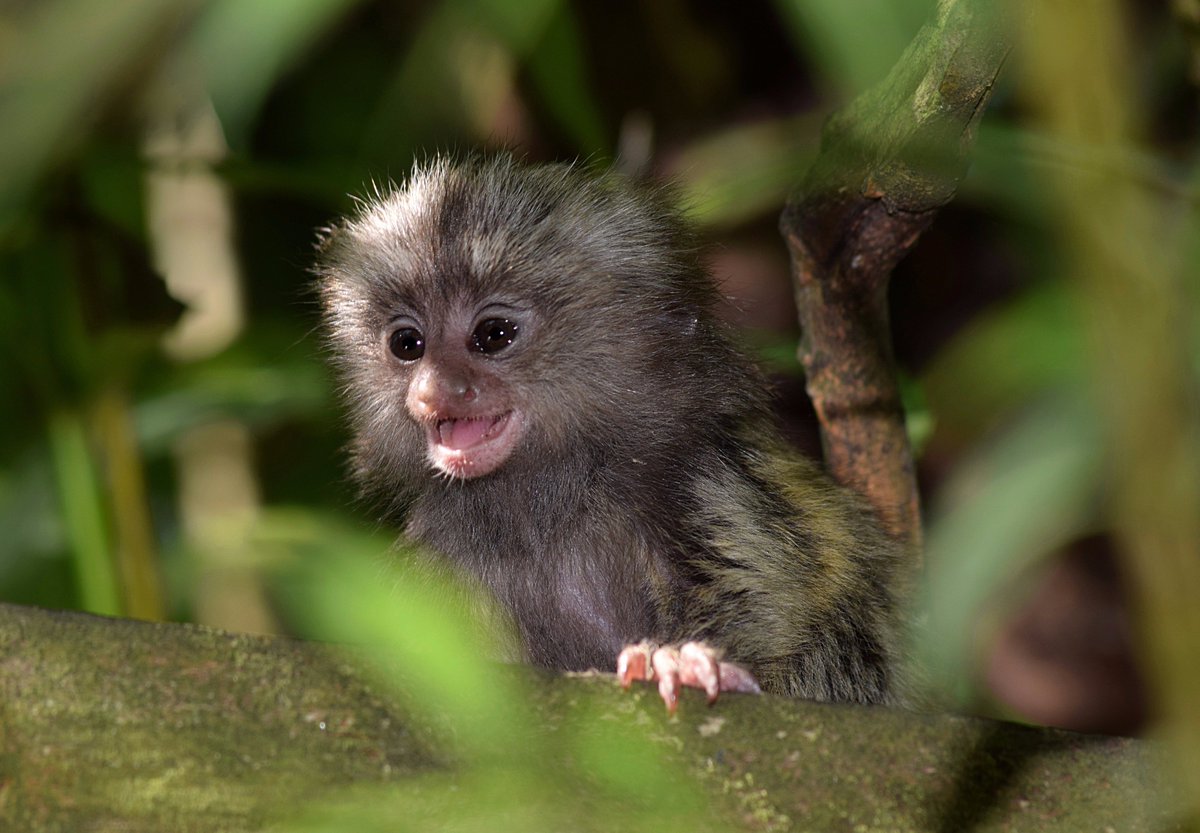 BorthZoo's tweet photo. One of our marmoset triplets! https://t.co/qoVtY4A4aQ