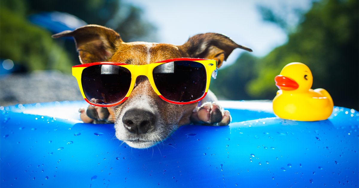 magnetphonecabl's tweet photo. Share the sunlight and joy this summer with your best buddy!
#sun #joy #summer #bestfriend https://t.co/lqQ1KYokhE