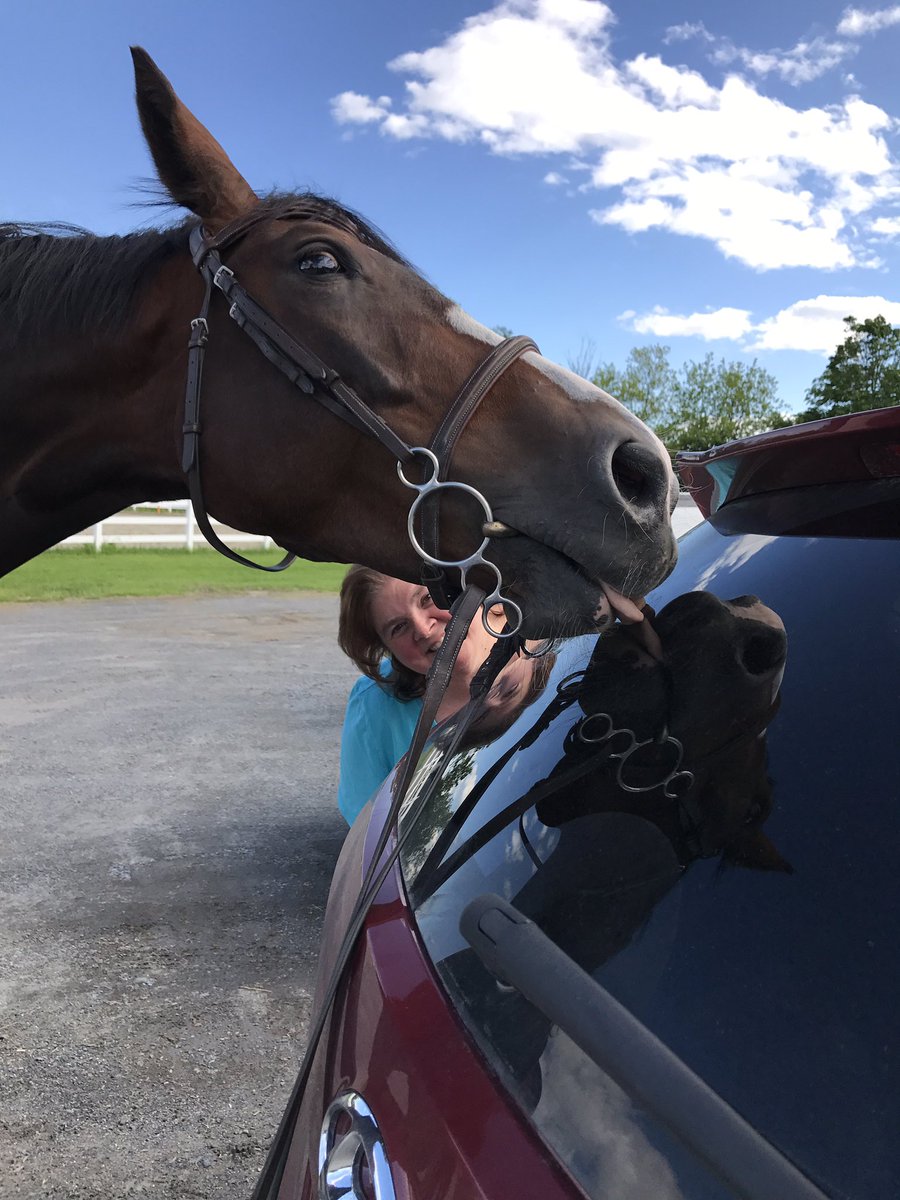 perfectstriding's tweet image. Didn't know my horse was so into himself