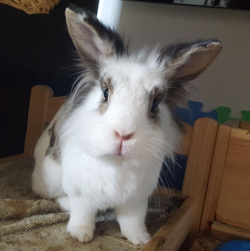 Becky 🐰 tweet media