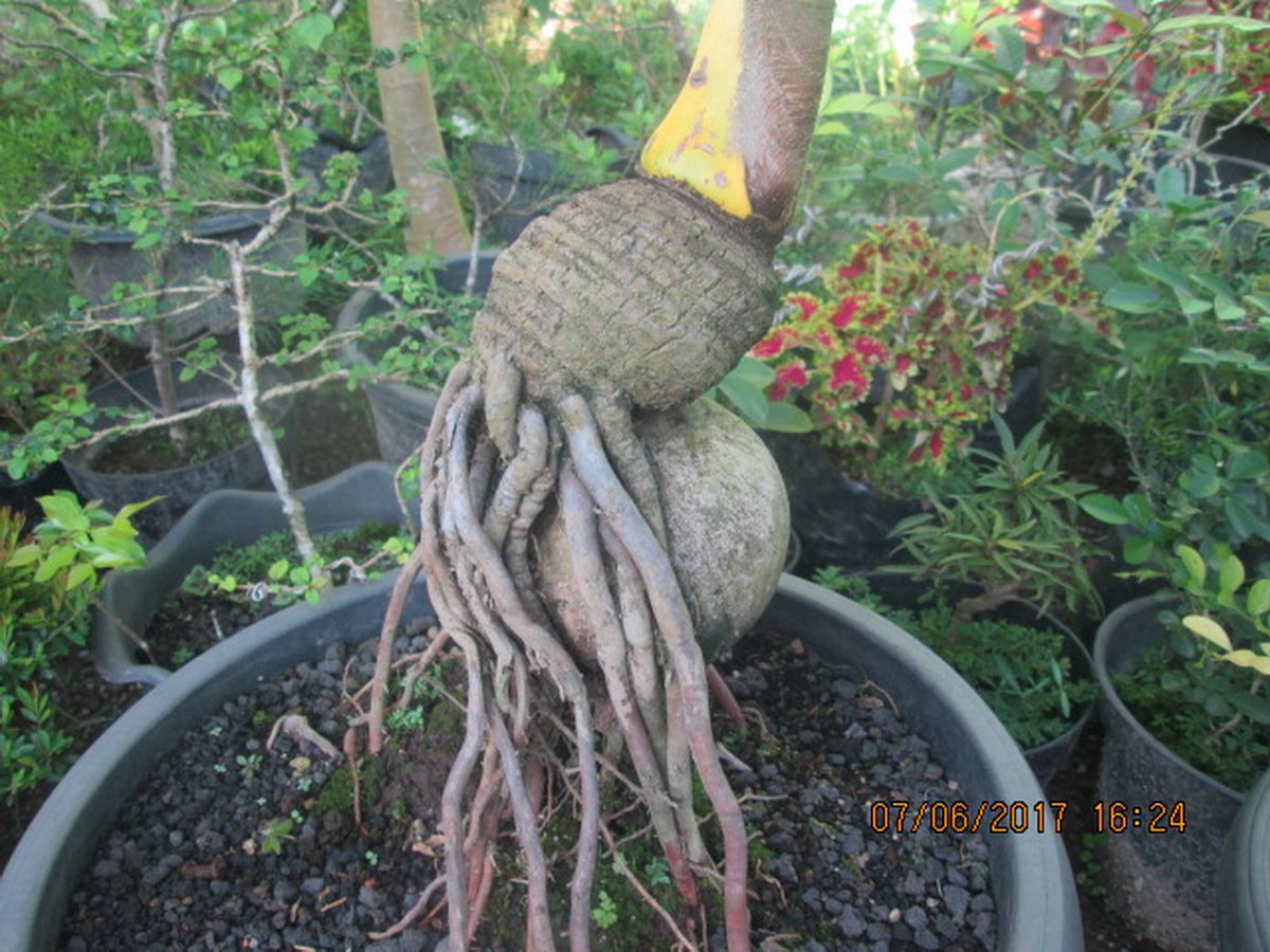 Firman Setiawan Twitterren Bonsai Kelapa Gading For Sale Umur 10tahun