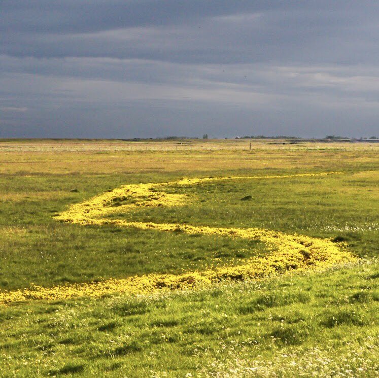 The hills of South #Iceland are happily sun-drenched these days, in the most literal sense.🌼🌾🌼🌾 @IcelandNatural