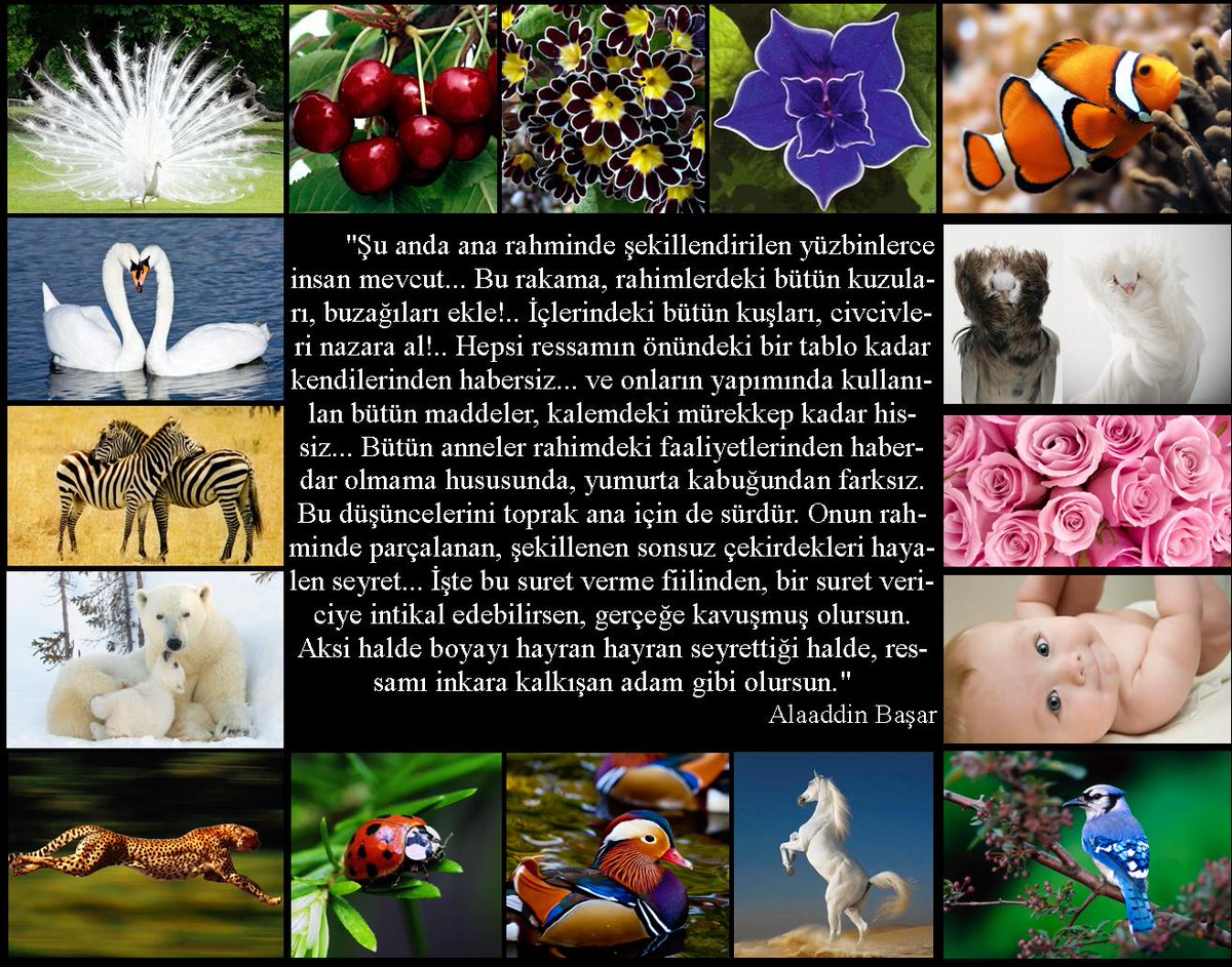 Her şey yüksek ilim ve kudret gerektiren bir sanat eseriyken Âlim ve Kadir olan sanatçısını kesin bir dille inkar etmek ne büyük hadsizlik