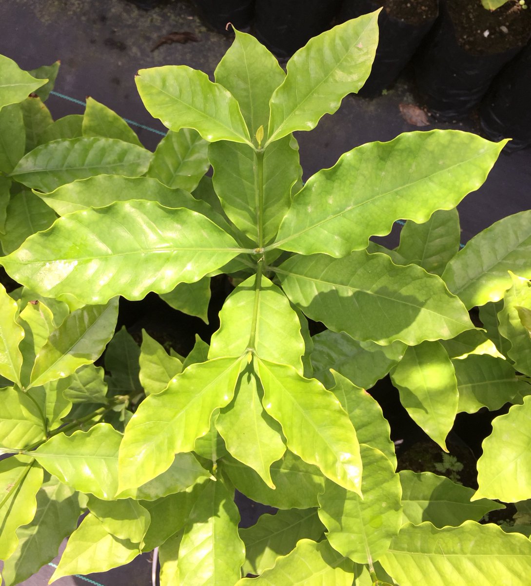 Download Shenton Coffee Farms Shentonfarms Twitter PSD Mockup Templates