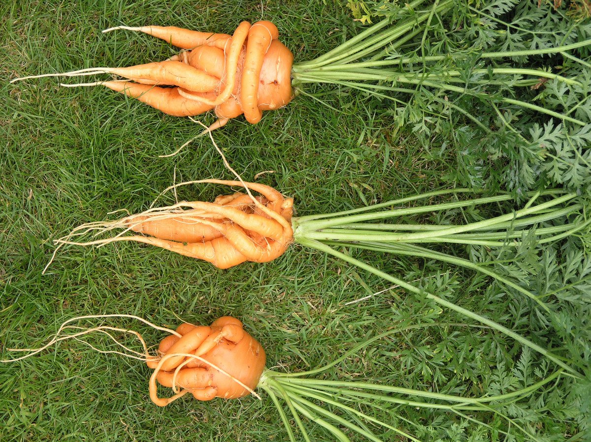 OddboxHQ's tweet photo. Selling #wonkyveg can increase crop usage by 17%. We think that can be beaten. #statswednesday https://t.co/jGPXtOWYPn https://t.co/u7nnc7U8Y4