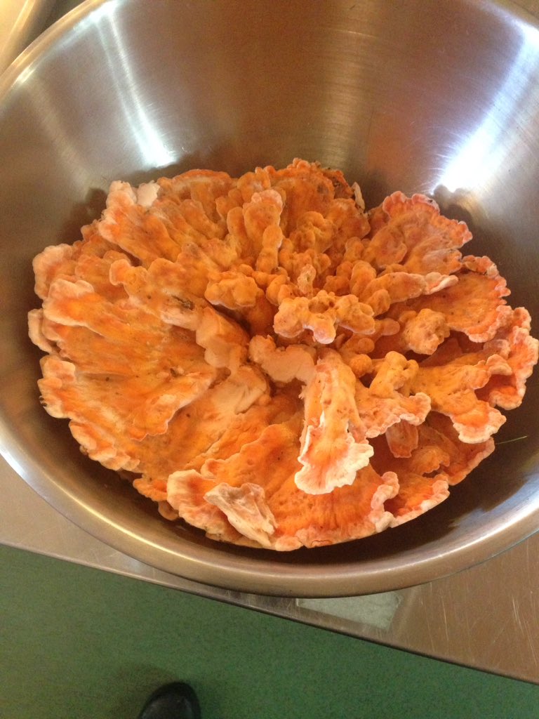 DeonsOB's tweet photo. #chicken of the woods mushroom, calling the mushroom lovers#Deons OB https://t.co/I8DPJW12zr