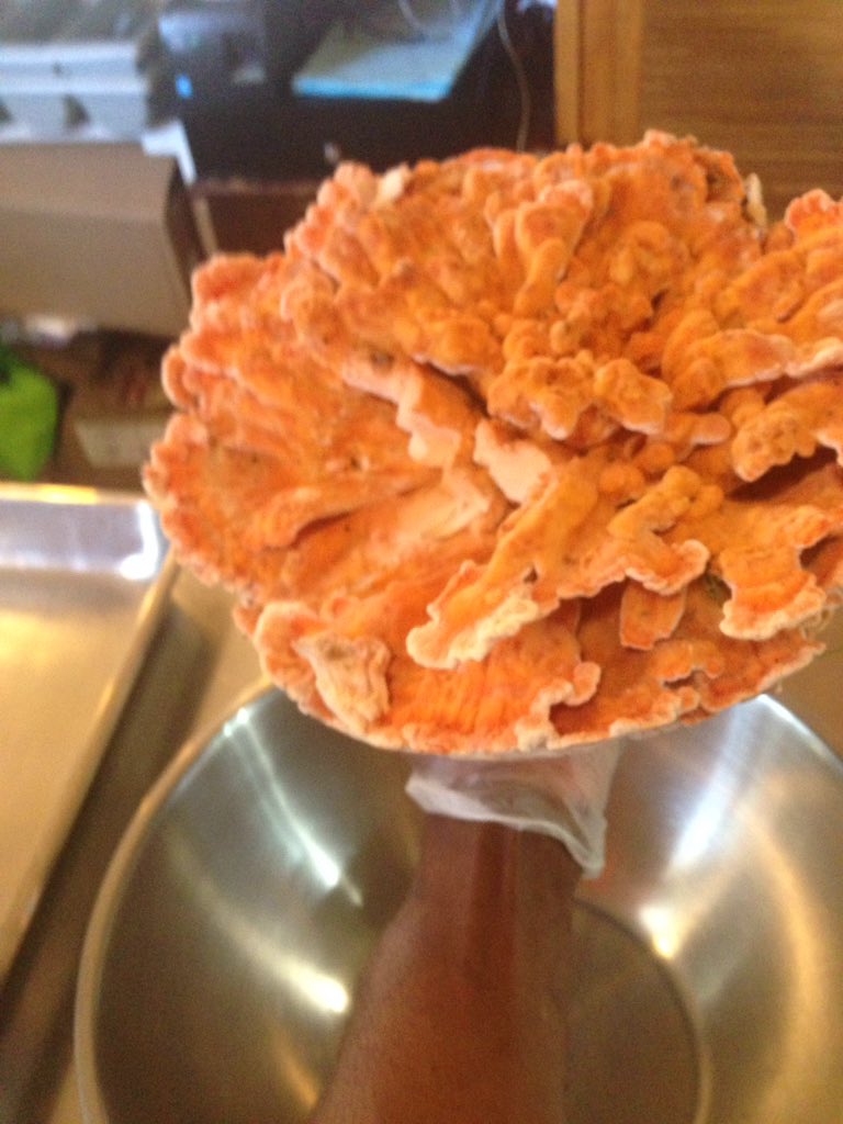 DeonsOB's tweet photo. #chicken of the woods mushroom, calling the mushroom lovers#Deons OB https://t.co/I8DPJW12zr
