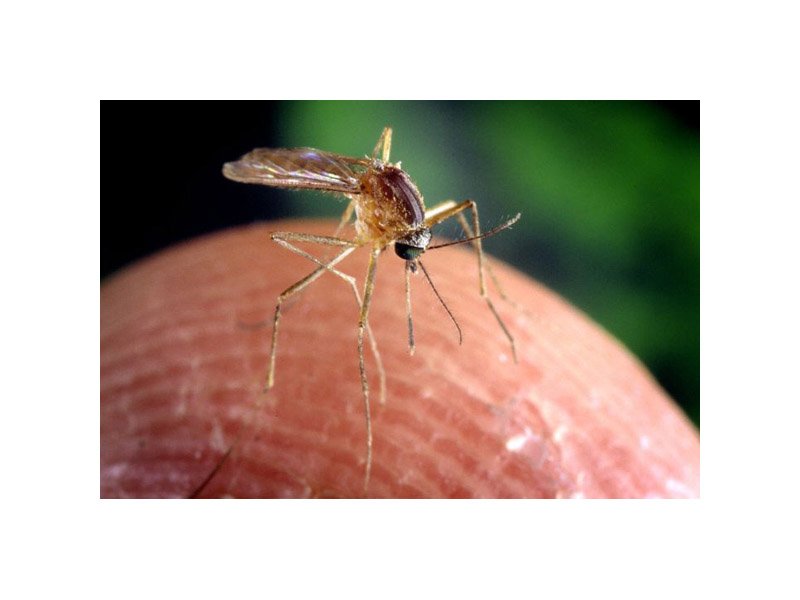 It's the Annual West Nile Virus Warning dlvr.it/PP3Kg0 https://t.co/lj3f6d4Irj
