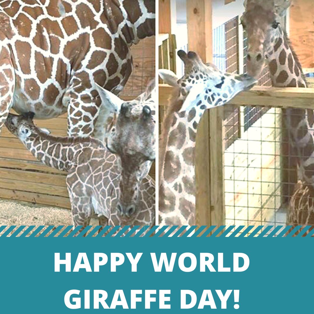 April The Giraffe Worldgiraffeday Animaladventurepark Aprilthegiraffe Tajthegiraffe