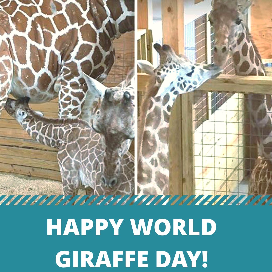 April The Giraffe Worldgiraffeday Animaladventurepark Aprilthegiraffe Tajthegiraffe April The Giraffe Worldgiraffeday Animaladventurepark Aprilthegiraffe Tajthegiraffe