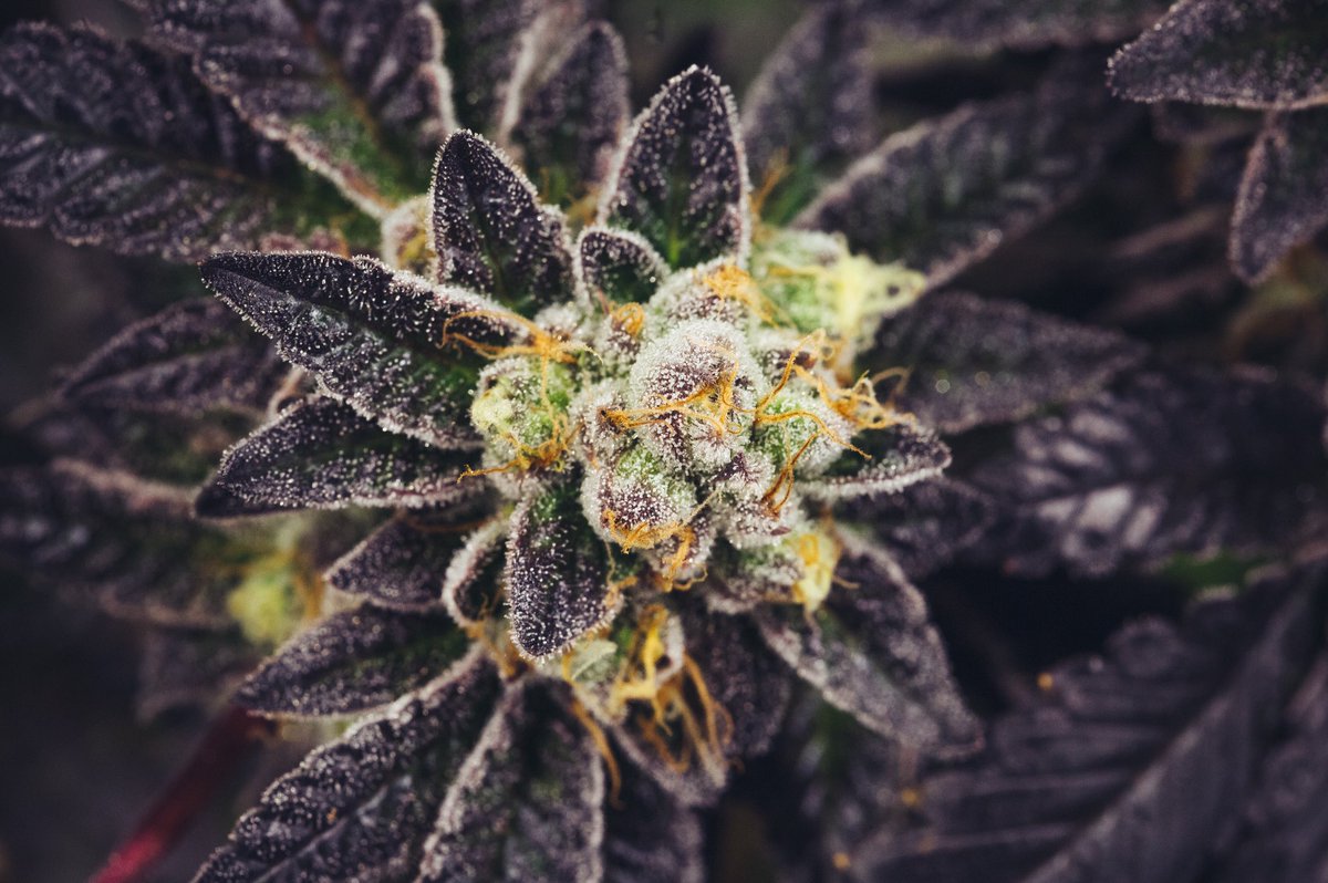 gabrielcanna's tweet photo. Fresh batch of GĀBRIEL #Cookies cooking. 🍪🍪🍪🍪🍪 @gabrielcanna #i502 #firstclasscannabis https://t.co/EsKdzQKKfk