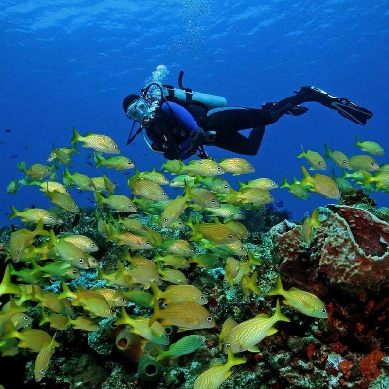 Turismo Cozumel tweet media