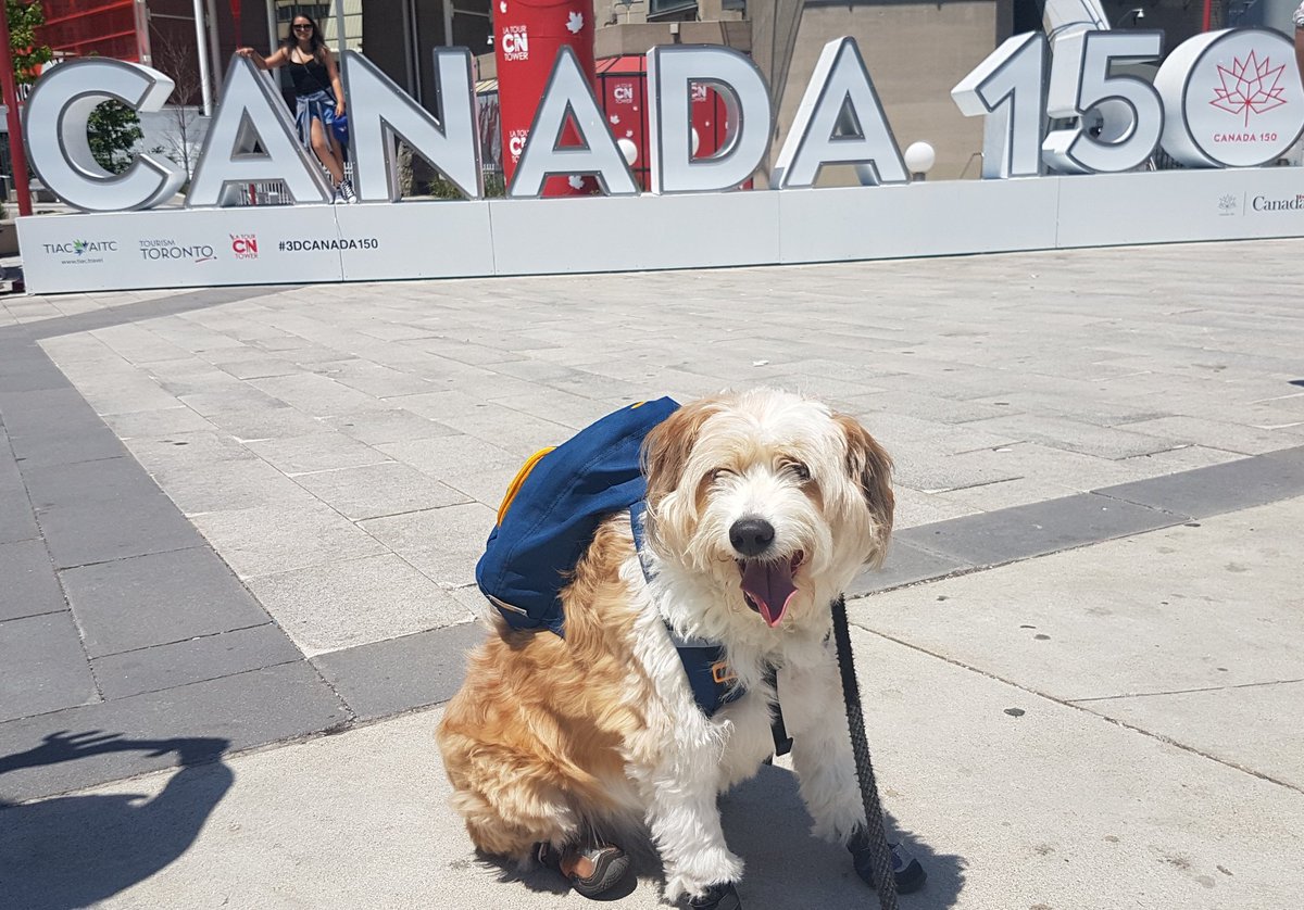 C4core's tweet photo. Many #3D signs around #Toronto #tourist #share3DTO #3DCanada150
@SeeTorontoNow @MyTOFD @TorontoComms @blogTO @TorontoPFR
#dogwithabackpack https://t.co/0qVwDvBiSQ