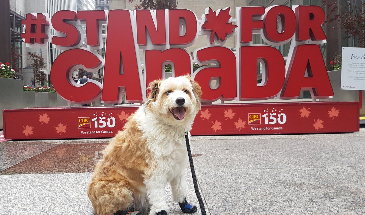 C4core's tweet photo. Many #3D signs around #Toronto #tourist #share3DTO #3DCanada150
@SeeTorontoNow @MyTOFD @TorontoComms @blogTO @TorontoPFR
#dogwithabackpack https://t.co/0qVwDvBiSQ