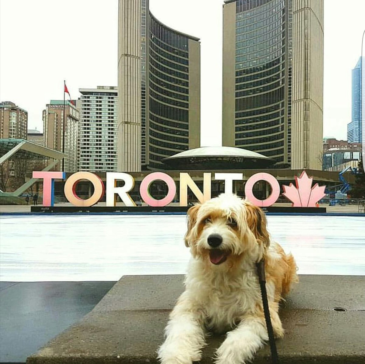 C4core's tweet photo. Many #3D signs around #Toronto #tourist #share3DTO #3DCanada150
@SeeTorontoNow @MyTOFD @TorontoComms @blogTO @TorontoPFR
#dogwithabackpack https://t.co/0qVwDvBiSQ