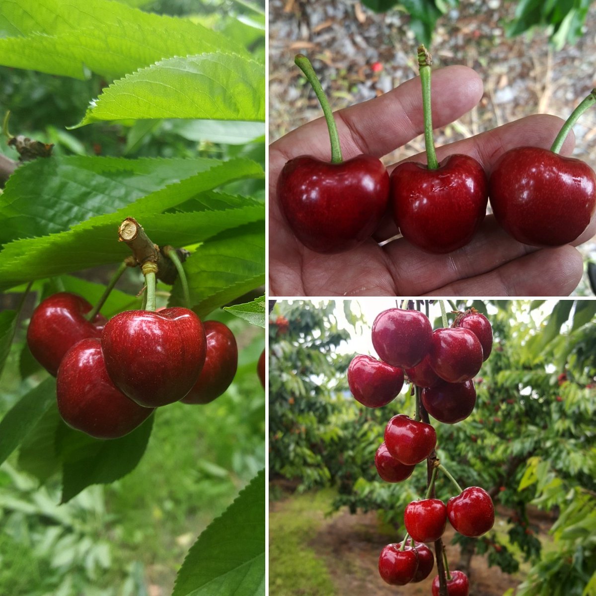 BC cherries starting in 6 days
cherries.global
#bc #canada #cherries #fresh #sweet