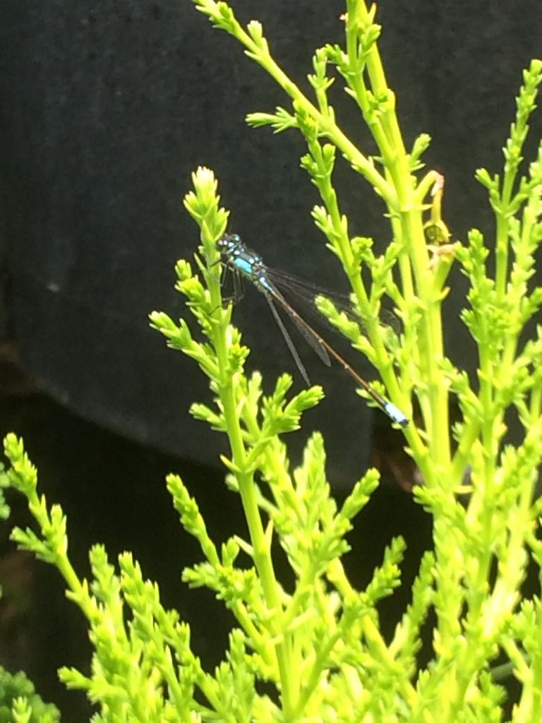 Look who decided to visit #urbanearthnursery today?! 

#dragonfly #summer #conifer #seattle #fremont #dragonflies