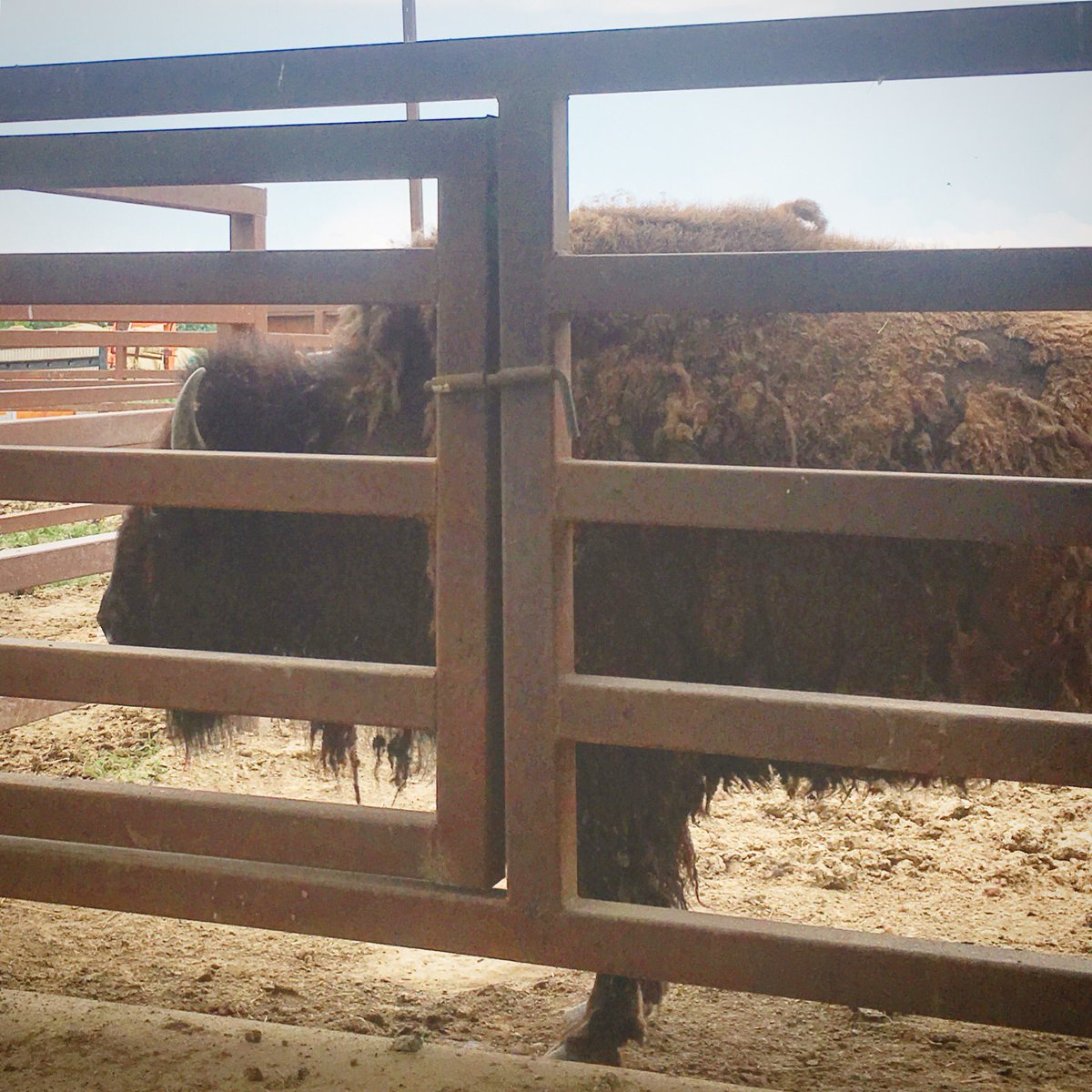 ActivelearnerIA's tweet image. Have you been to the Winters Buffalo Ranch? #placebasededucation #buffalo #bison #iowabison