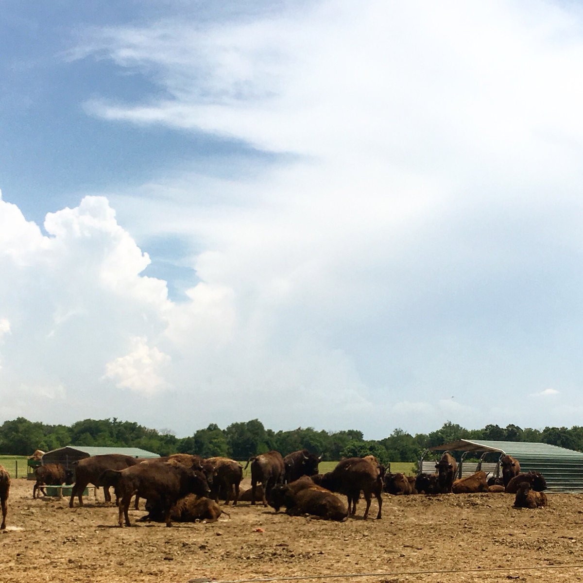 ActivelearnerIA's tweet image. Have you been to the Winters Buffalo Ranch? #placebasededucation #buffalo #bison #iowabison
