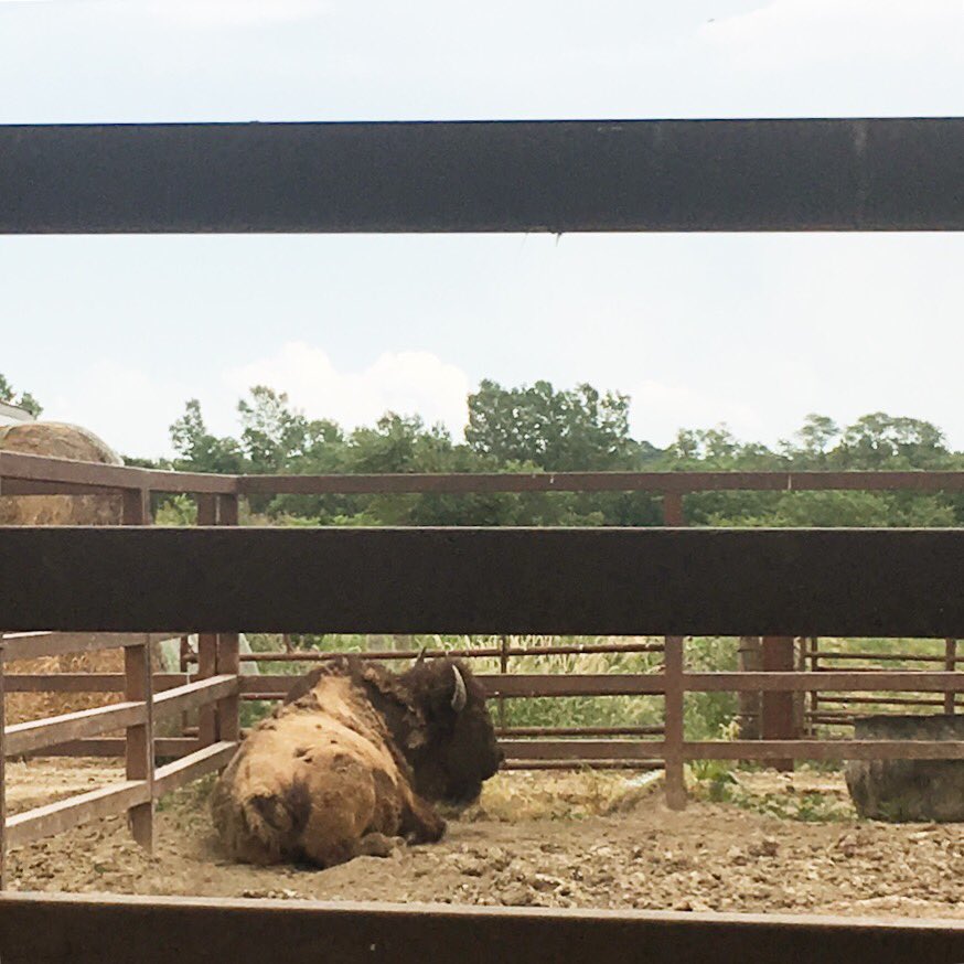 ActivelearnerIA's tweet image. Have you been to the Winters Buffalo Ranch? #placebasededucation #buffalo #bison #iowabison